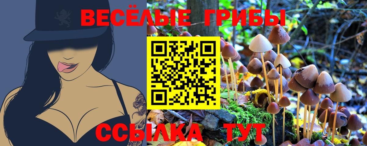 Галлюциногенные грибы Psilocybe Кыштым